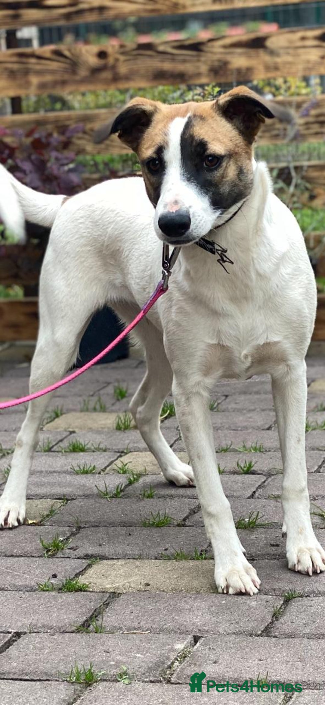 Mixed Breed dogs for adoption: 💖🐶 ZAYKA 🐶💖 - Advert 21