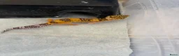 Leopard Gecko reptiles for sale: Baby leopard geckos  - Advert 15
