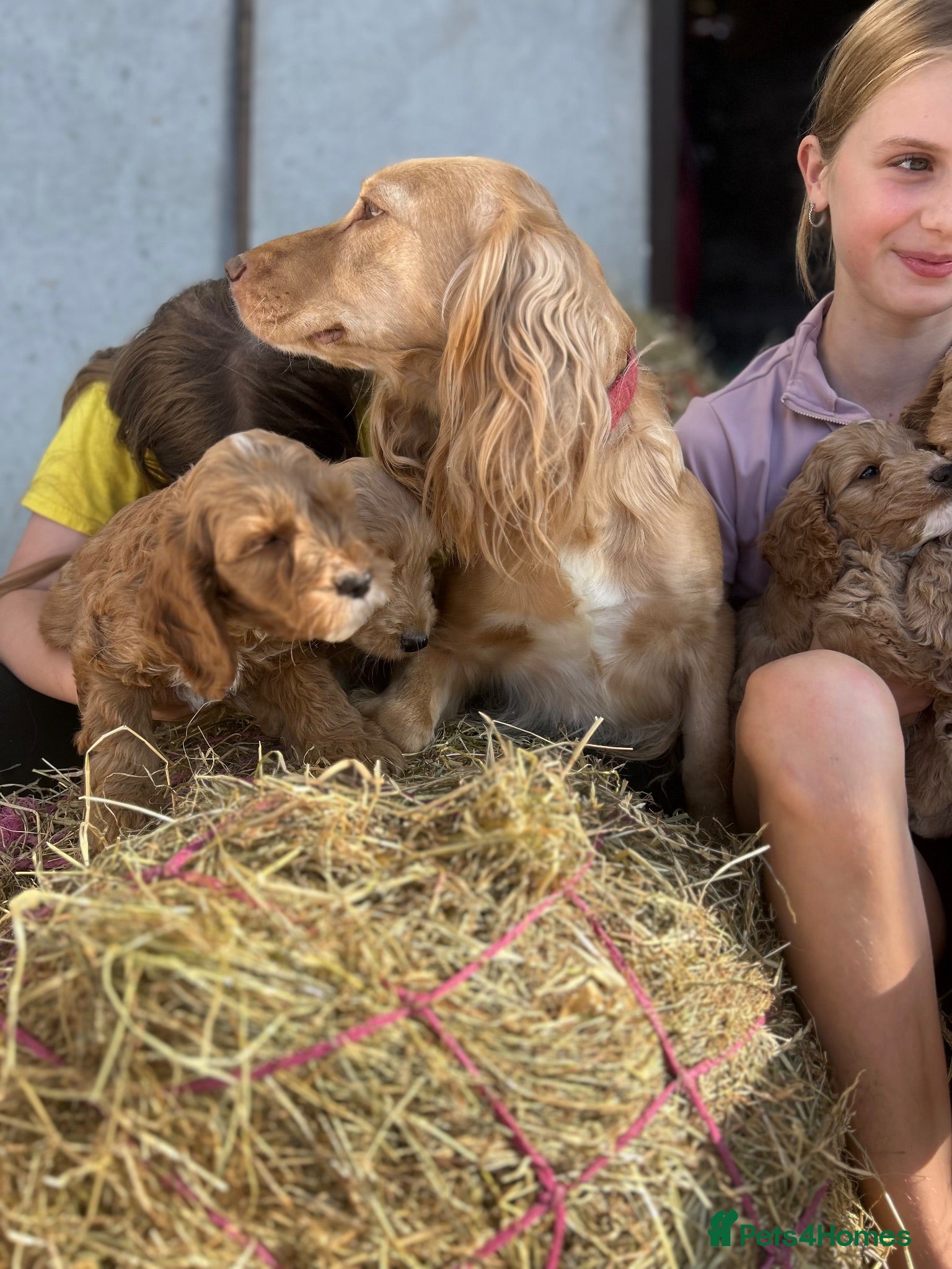 Cockapoo dogs Cockapoo Puppies - Advert 8