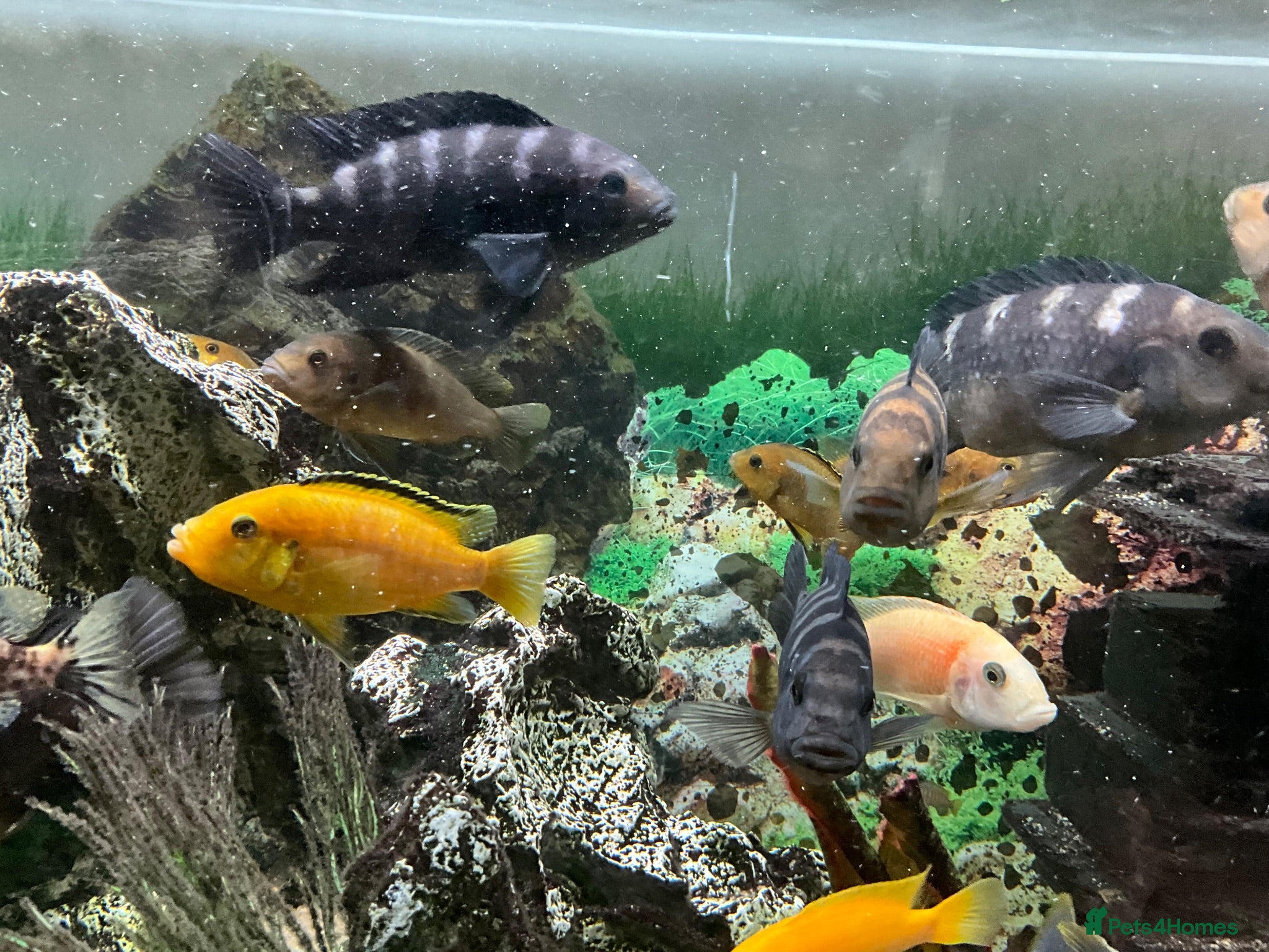 Cichlids fish Cichlids - Advert 13