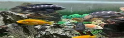 Cichlids fish for sale: Cichlids in Exmouth - Advert 1