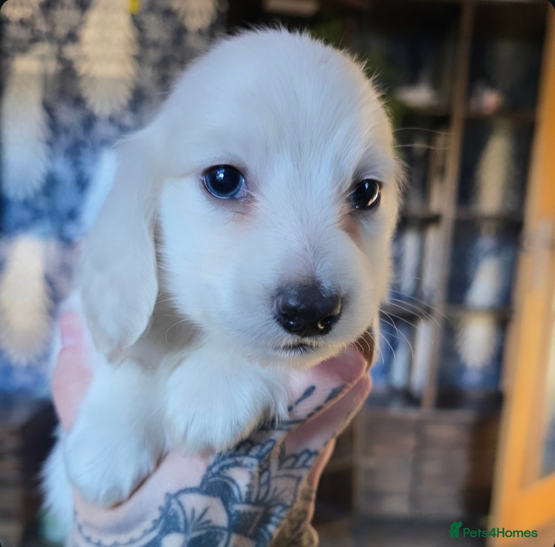 Miniature Dachshund dogs for stud: KC REG ONE OF A KIND ee/ii CREAM MINI DACHSHUND in Hinckley - Image 31