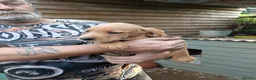 Mixed Breed dogs for sale: SPRINGADOODLE PUPPIES in King's Lynn - Advert 9