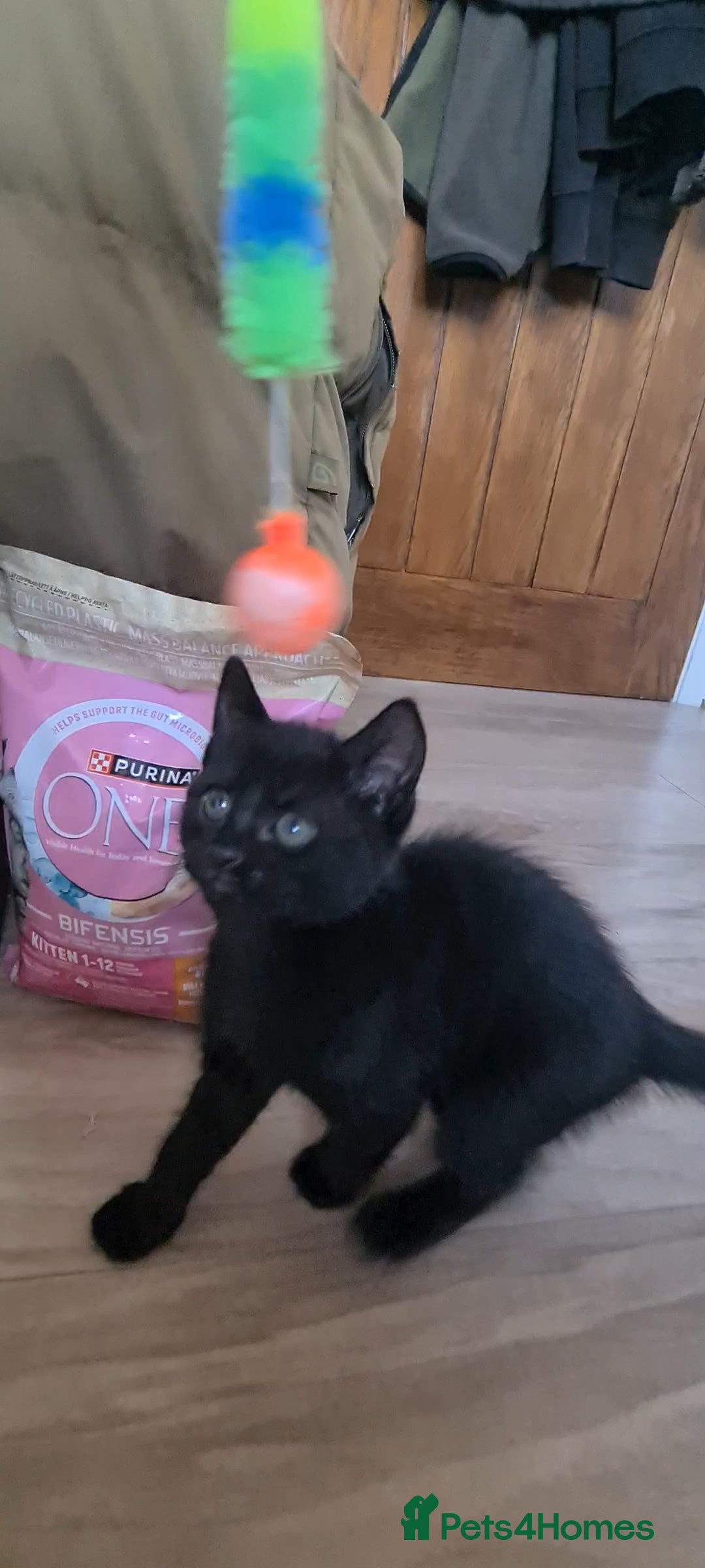 British Shorthair cats for sale: Lovely 1 black and 2 black & white kitten - Image 22