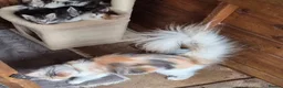 Maine Coon cats for sale: Beautiful Mainecoons  - Advert 12