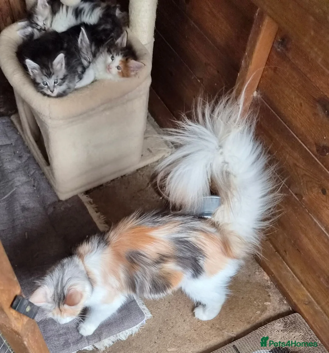 Maine Coon cats for sale: Beautiful Mainecoons  - Advert 12