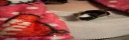 Mouse rodents for sale: 5 fluffy female mice - Advert 7