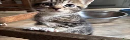 Domestic Shorthair cats for sale: 3 Beautiful Tabby Female Kittens – Ready Now - Advert 9