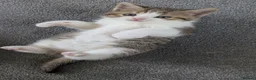 Mixed Breed cats for sale: British short hair BSH cross - Advert 2