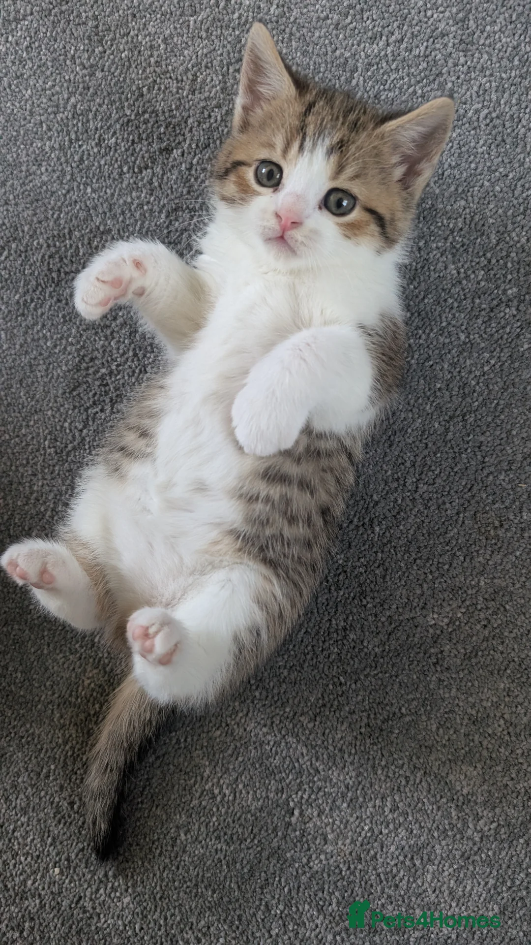 Mixed Breed cats for sale: British short hair BSH cross - Advert 2