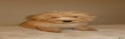 Pomapoo dogs for sale: Pompoo puppies  - Advert 13