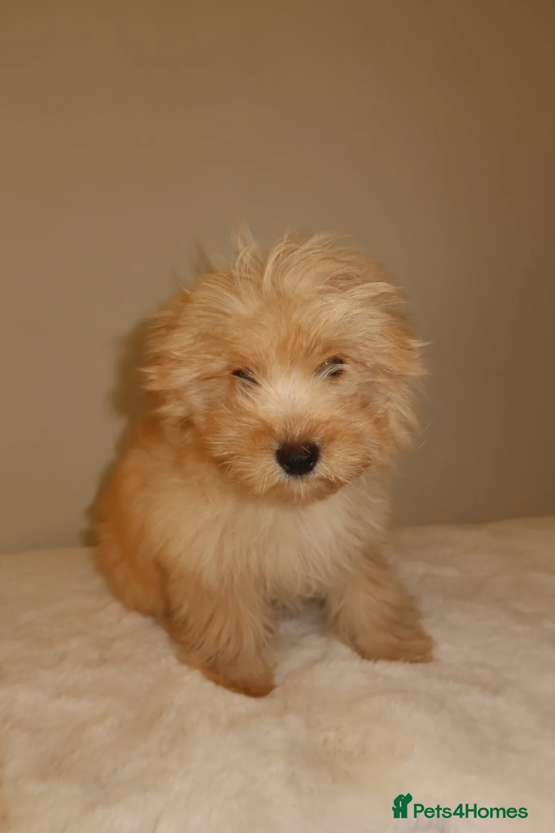 Pomapoo dogs for sale: Pompoo puppies  - Advert 13
