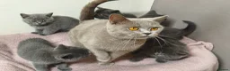 British Shorthair cats for sale: British Shorthair Kittens Imported Parents  in Peterborough - Advert 12