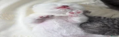 Scottish Fold/Straight 3