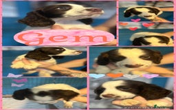 Sprocker dogs for sale: Sprocker puppies - Image 4
