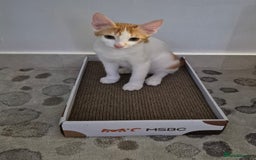 Mixed Breed cats for adoption: BOB &HARLEY BONDED BROTHERS NEUTERED FULL OF FUN  - Image 2