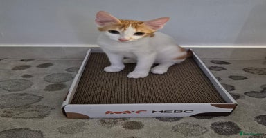 Mixed Breed cats - Advert 5