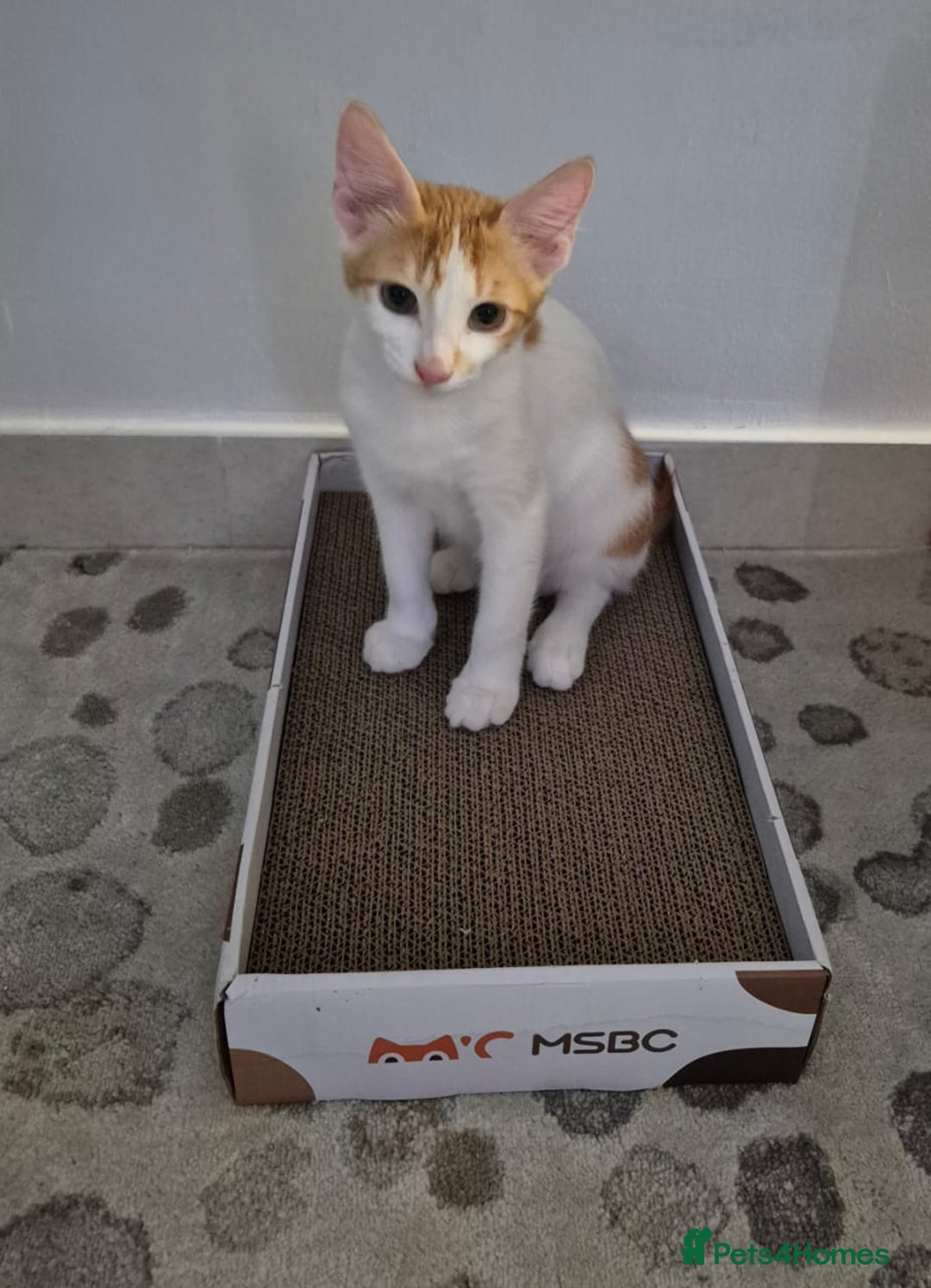 Mixed Breed cats for adoption: BOB &HARLEY BONDED BROTHERS NEUTERED FULL OF FUN  - Image 2