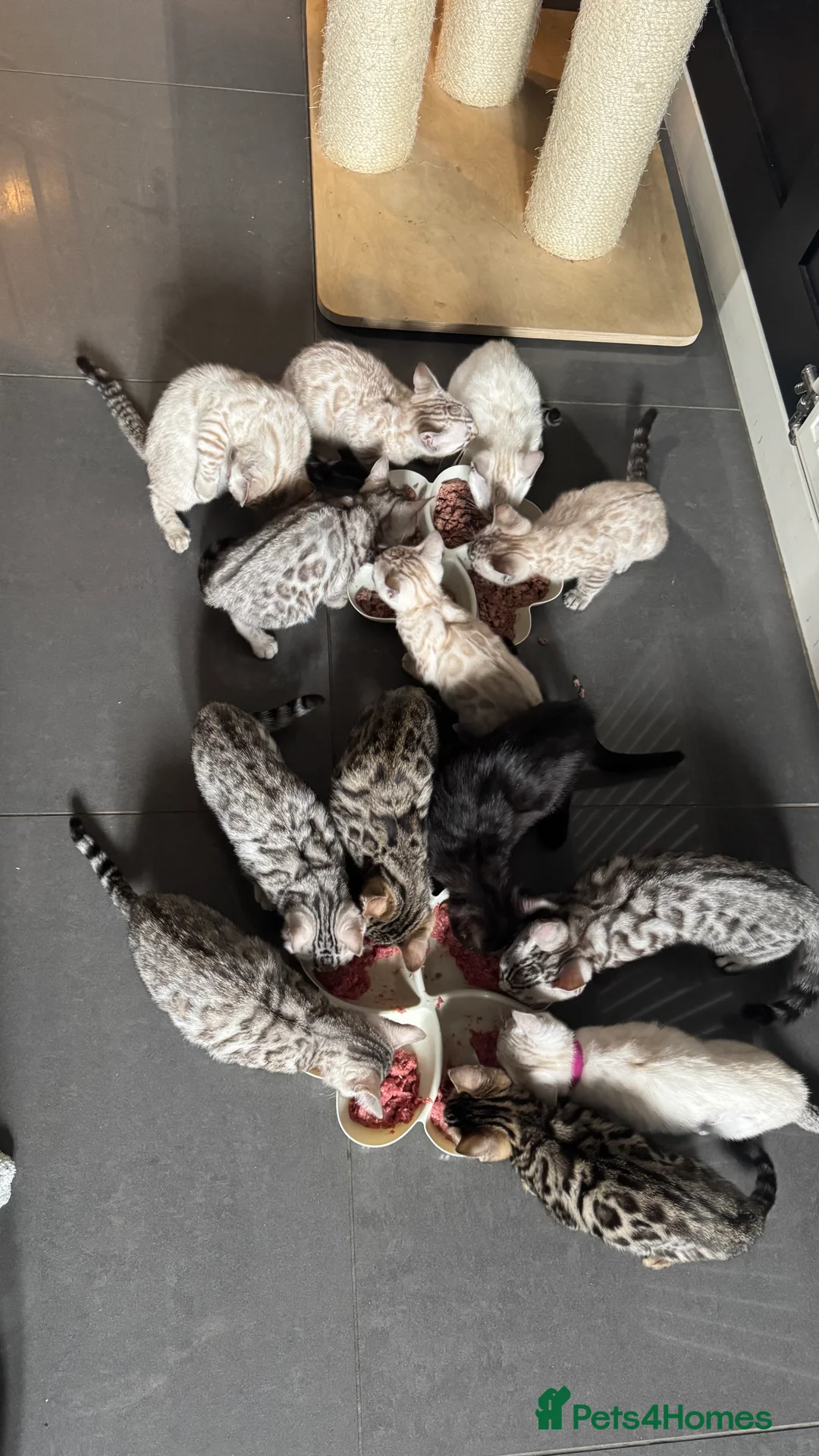 Bengal cats for sale: 🏆Show winning parents. 7 Stunning Bengal Babies💯 - Advert 2