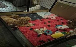 Cockapoo dogs for sale: Cockapoo F1b mini - Image 8