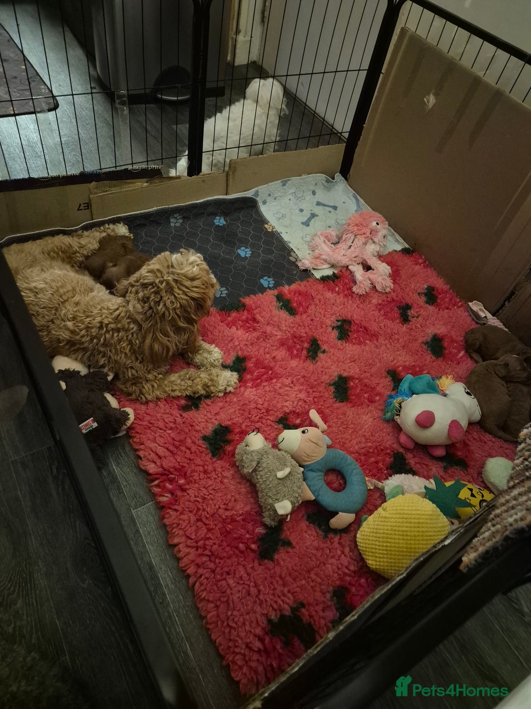 Cockapoo dogs for sale: Cockapoo F1b mini - Image 8