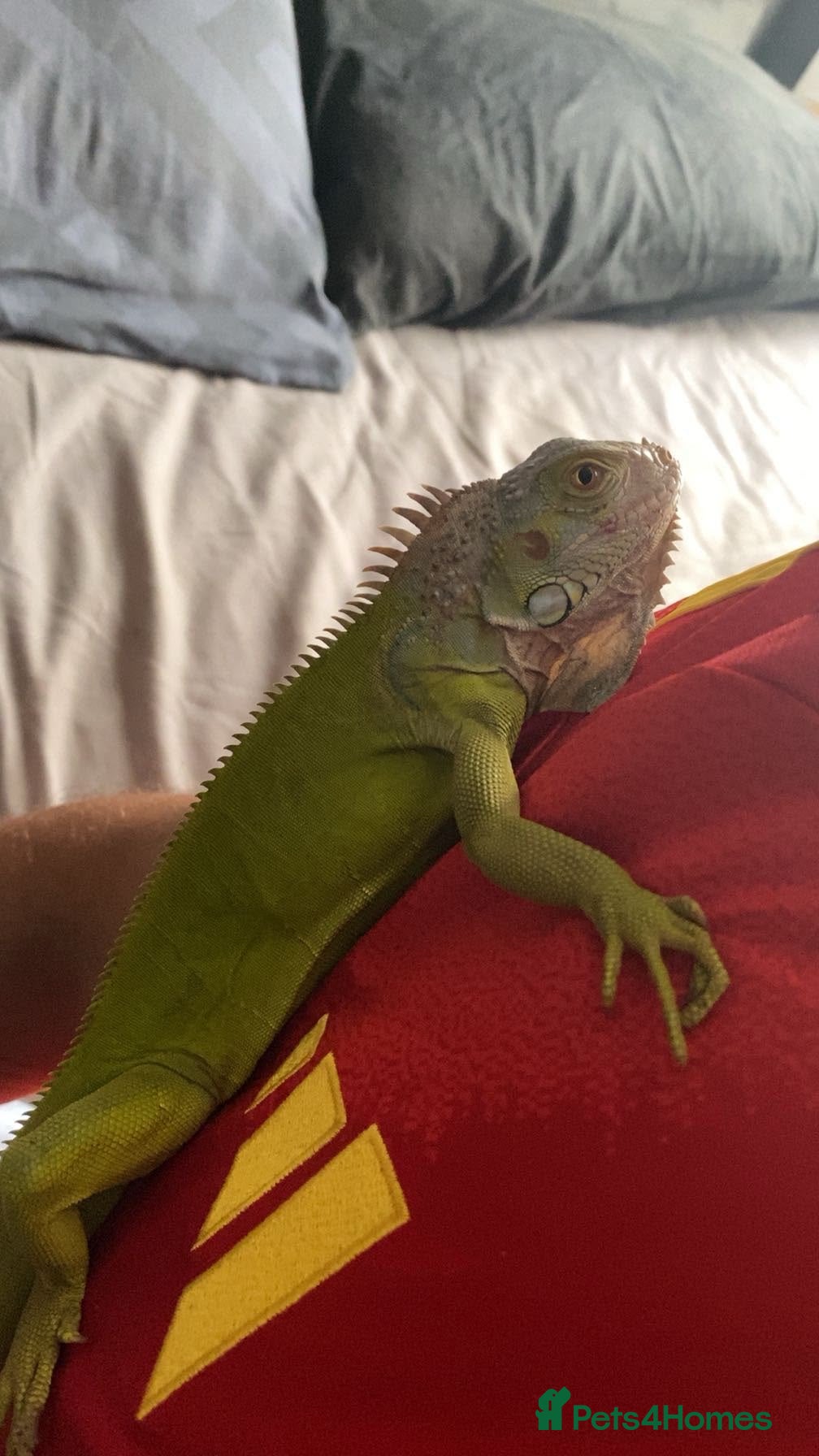 Iguana reptiles Stunning lime hypo zero Green iguana  - Advert 2