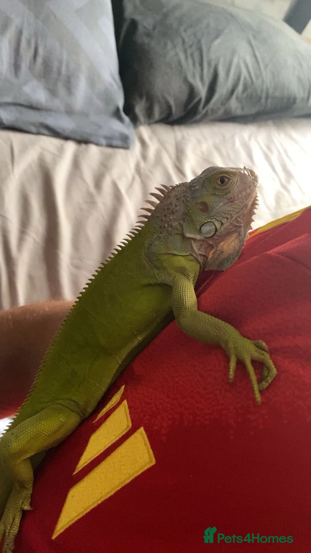 Iguana reptiles for sale: Stunning lime hypo zero Green iguana  - Advert 1