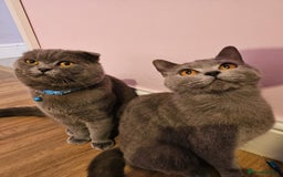 Russian Blue cats for sale: Russian Blue kittens  - Image 5