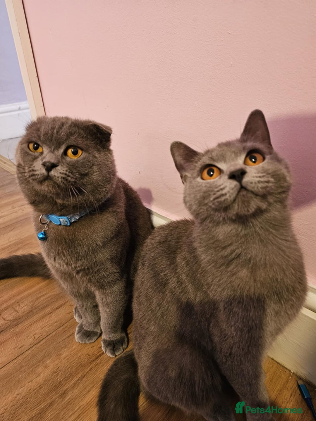Russian Blue cats for sale: Russian Blue kittens  - Image 5