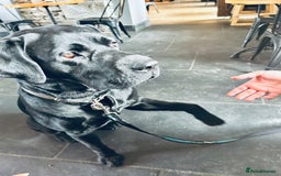 Labrador Retriever dogs for stud: One-Off Stud Opportunity. KC checked & registered - Image 3