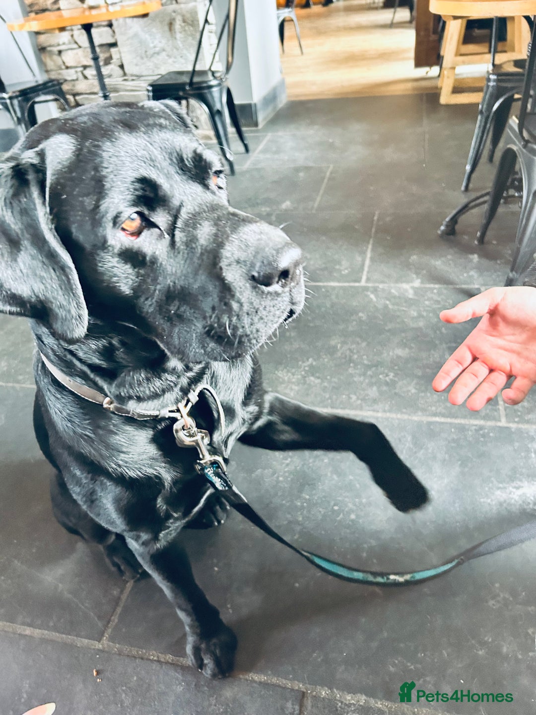 Labrador Retriever dogs for stud: One-Off Stud Opportunity. KC checked & registered - Image 3