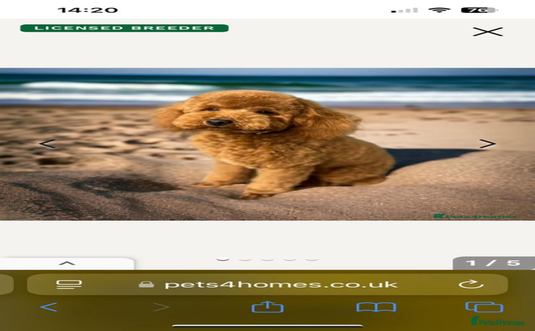 Toy Poodle dogs - Advert 9