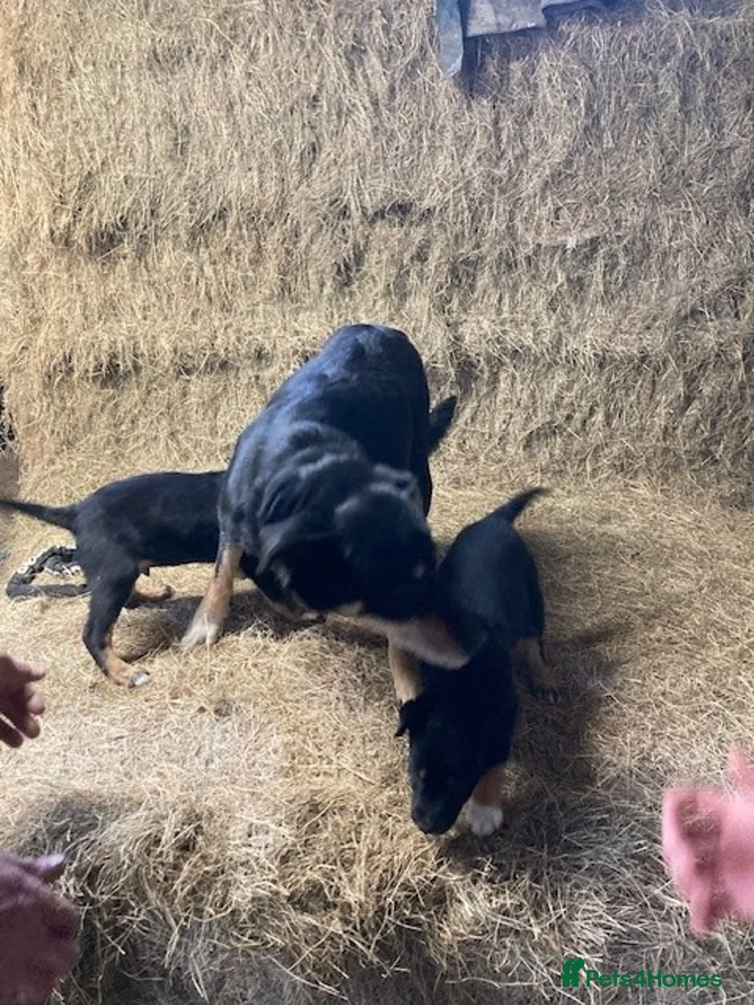 Mixed Breed dogs for sale: Huntaway x Collie - Advert 7