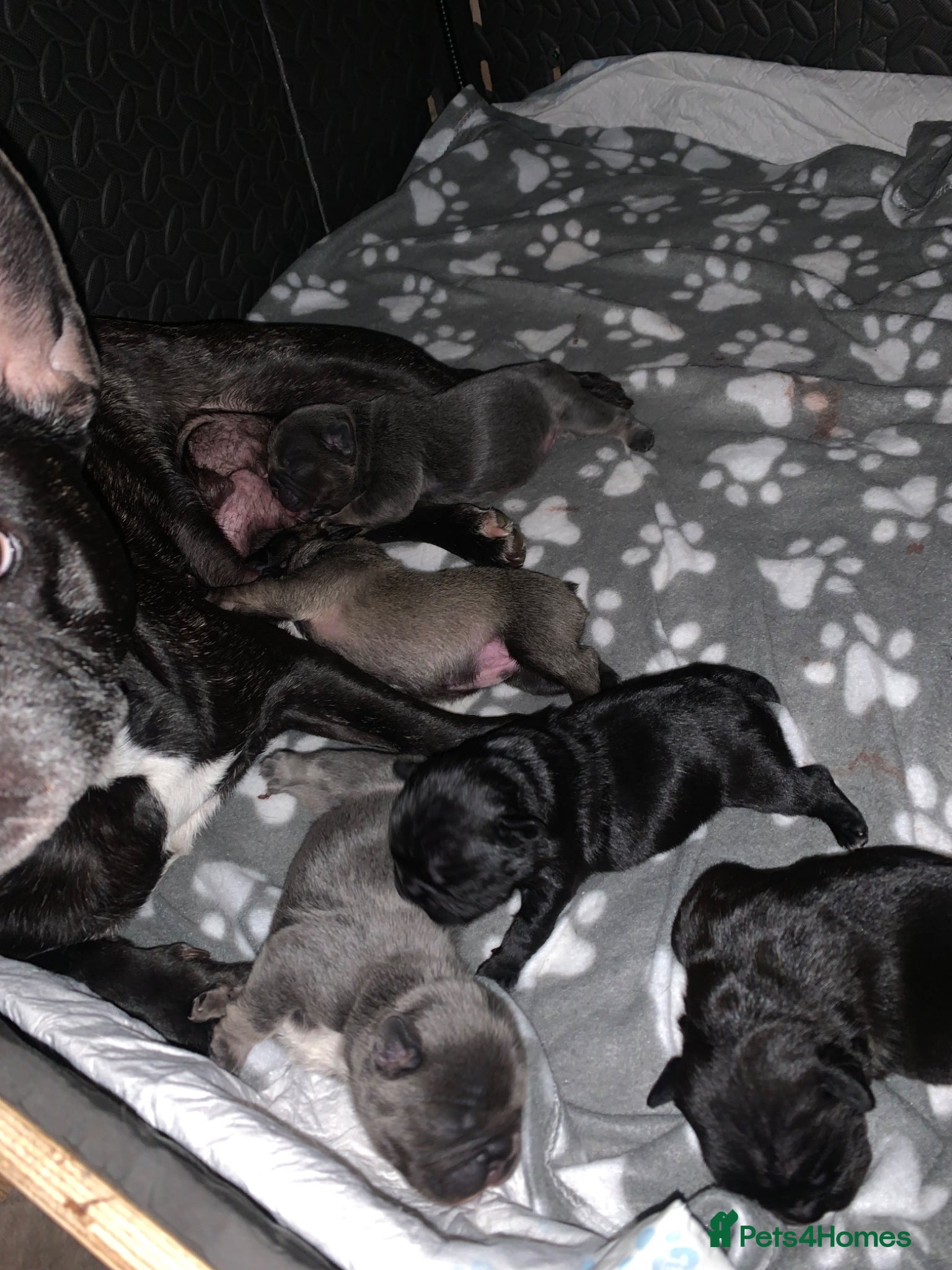 French Bulldog dogs French bulldog puppies  - Advert 2