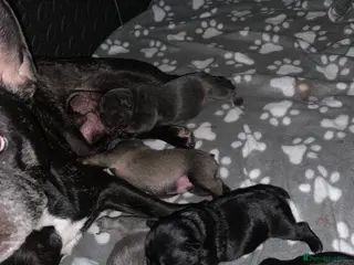 French Bulldog dogs French bulldog puppies - Advert 2