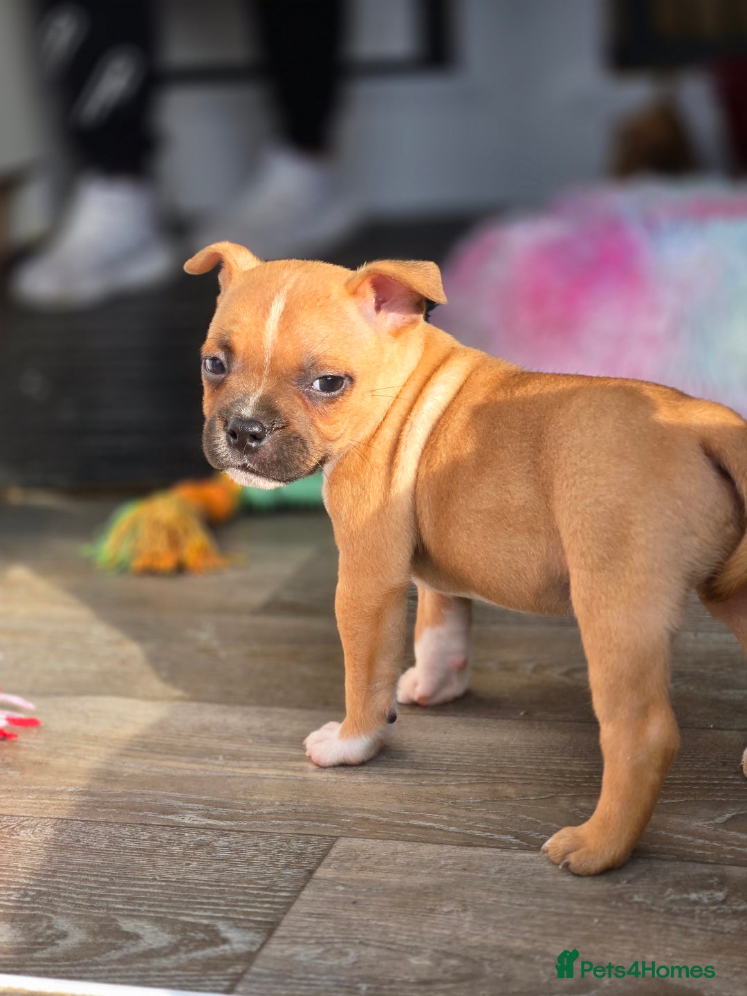 Staffordshire Bull Terrier dogs for sale: !READY NOW! KC Reg Quality Red Staffy Puppies  - Image 28