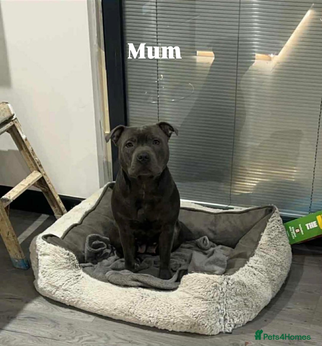 Staffordshire Bull Terrier dogs for sale: Blue Staffordshire bull terrier pups  - Advert 7