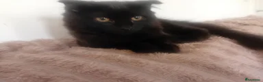Russian Blue 1
