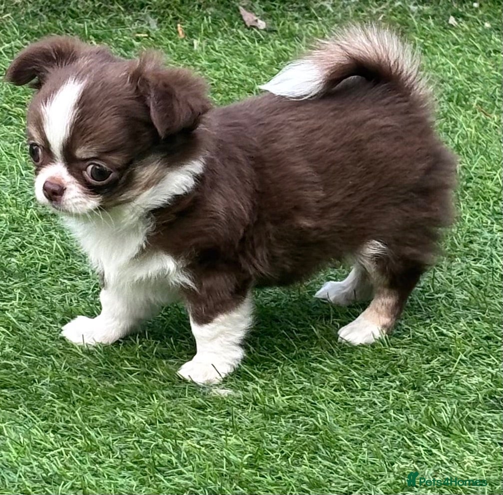 Chihuahua dogs Amazing tiny long coat girl puppy  - Advert 6