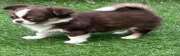 Chihuahua dogs for sale: Amazing tiny long coat girl puppy  - Advert 3