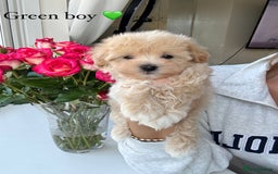 Maltipoo dogs for sale: F1 Maltipoos KC reg health tested parent - Image 4