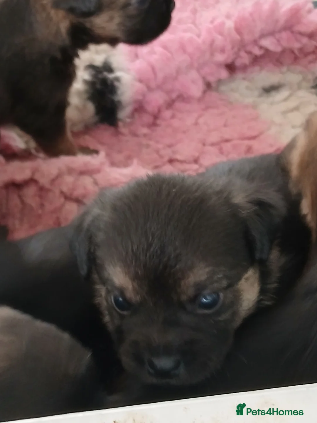 Border Terrier dogs for sale: Kc registered border terriers.  - Advert 2