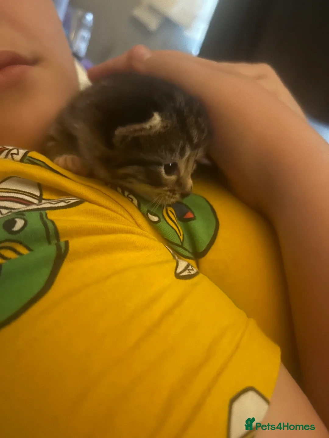 Mixed Breed cats for sale: 3 beautiful kittens  - Advert 9