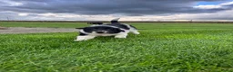 Border Collie dogs for sale: Gorgeous Litter of border collie puppy’s  - Advert 21