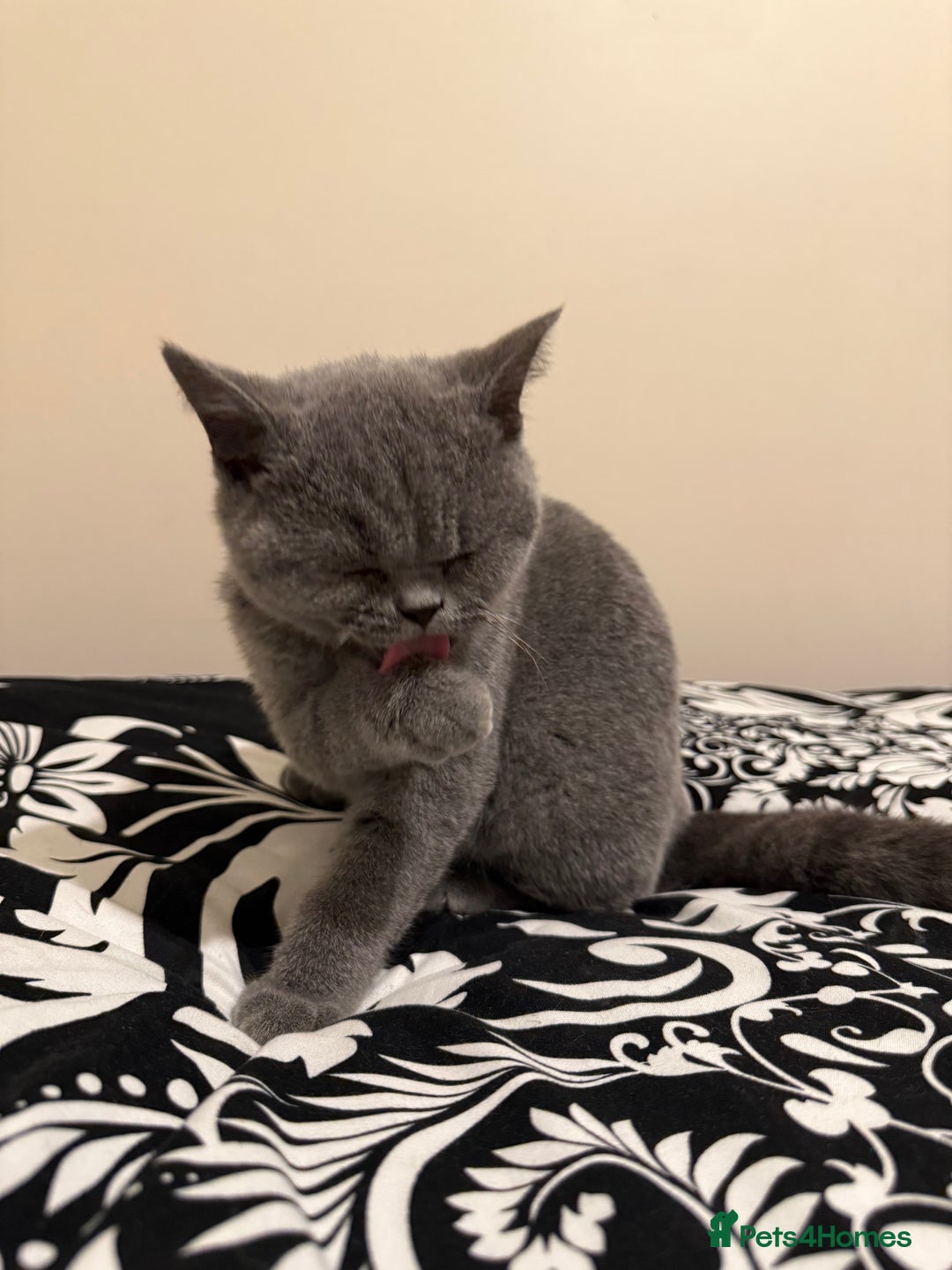 British Shorthair cats for sale: Grey British Shorthair Kitten - Image 3