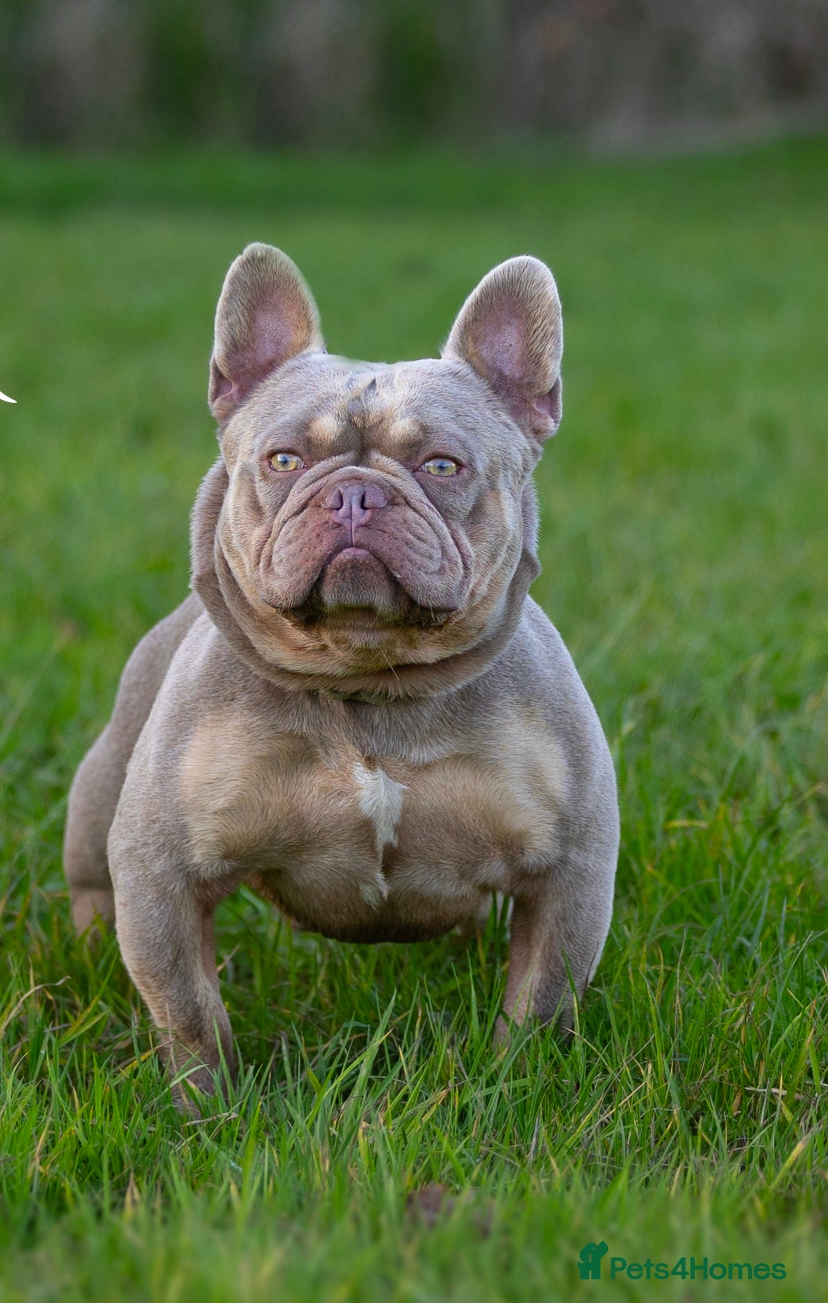 French Bulldog dogs SIMBA - Show Quality New Shade - STUD - Advert 1