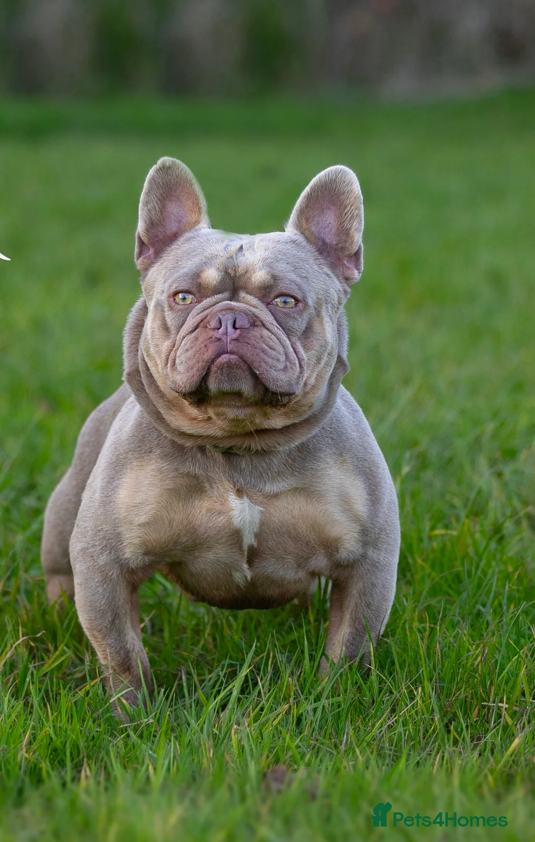 French Bulldog dogs for stud: SIMBA - Show Quality New Shade - STUD in Chessington - Advert 1