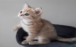 Scottish Fold cats for sale: TICA Registered Scottish Fold Two Spayed Kittens  - Image 24