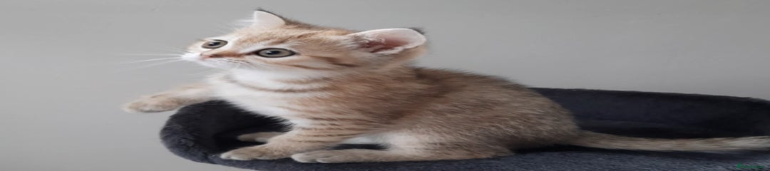 Scottish Straight Kitten 1