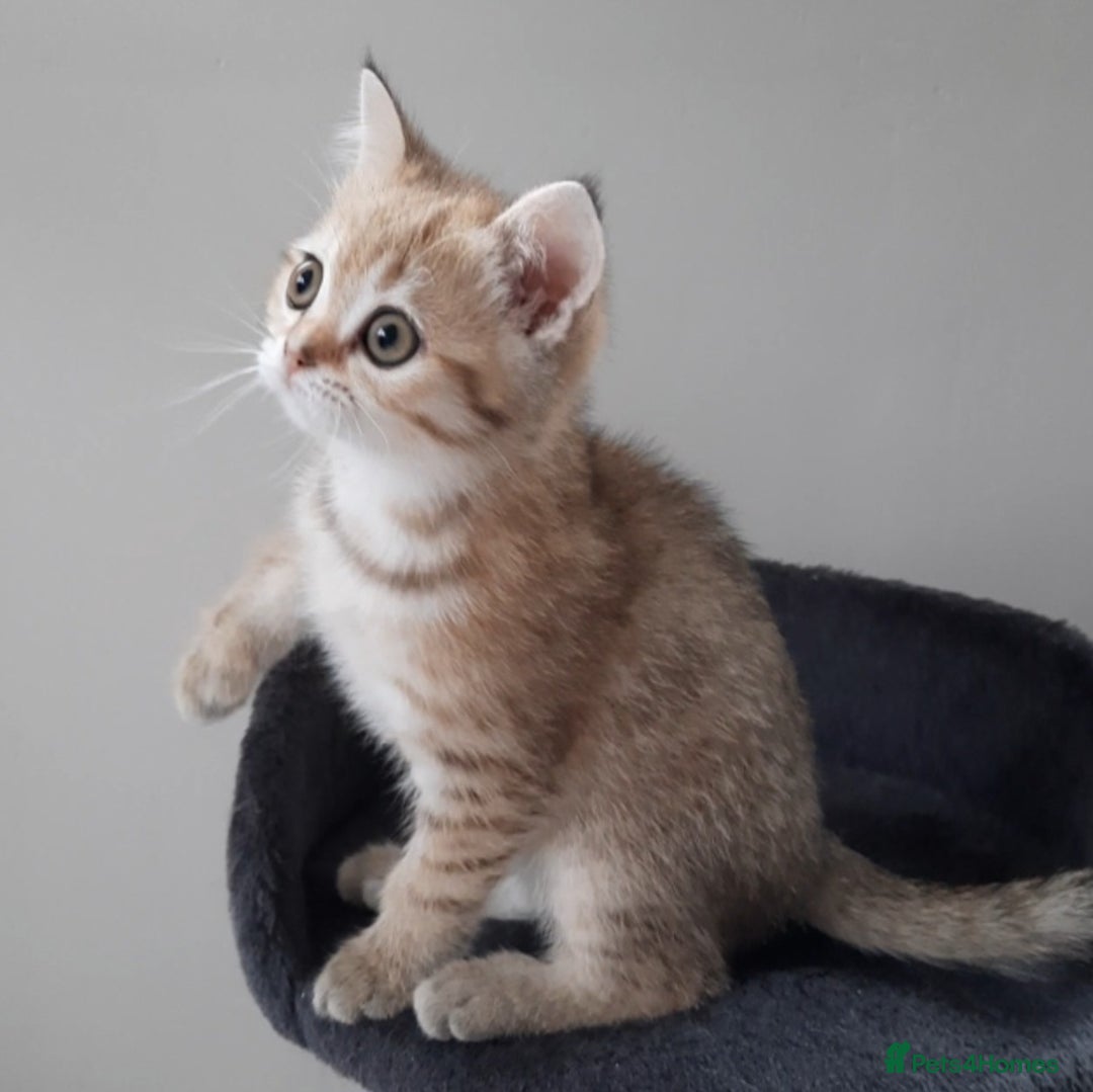 Scottish Fold cats for sale: TICA Registered Scottish Fold Two Spayed Kittens  - Image 24